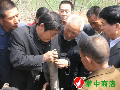 農業專家陳新樂（左二）在丹鳳縣棣花鎮兩嶺村指導核桃高接換優嫁接技術