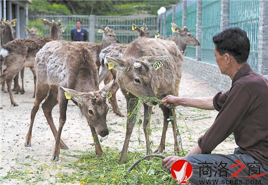 梅花鹿養殖
