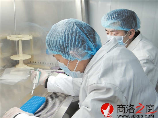 何力與劉少功在DNA實驗室里聚精會神地做實驗。