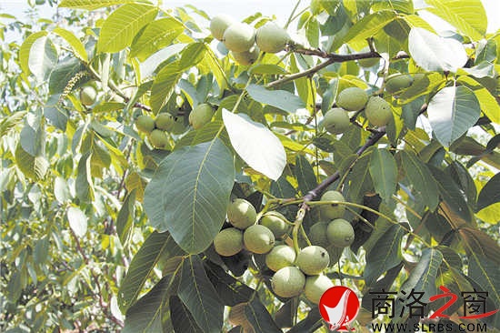 核桃是我市最具優(yōu)勢的林業(yè)特色產(chǎn)業(yè)，面積、產(chǎn)量位居全國前列，穩(wěn)居陜西第一。