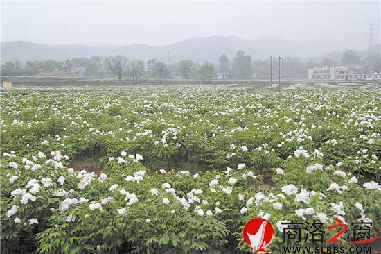 綠色產(chǎn)業(yè)是我市群眾增收的重要渠道。圖為集中連片的油（藥）用牡丹基地。