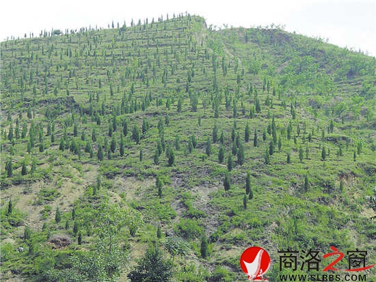 核桃高接換優(yōu)等新技術(shù)得到大面積推廣和普及，為產(chǎn)業(yè)提質(zhì)增效奠定了基礎(chǔ)。