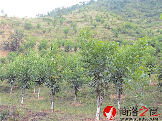 職工文體活動豐富多彩，單位的戰(zhàn)斗力、凝聚力全面增強(qiáng)。圖為開展的“迎元旦”市直林業(yè)系統(tǒng)健步走活動。