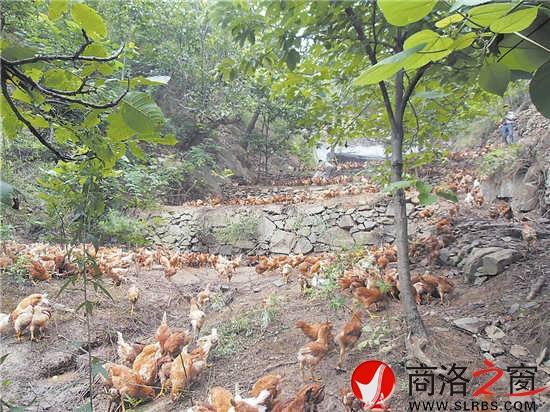 近年來，我市大力發(fā)展林下經(jīng)濟(jì)，充分挖掘林地潛力，帶動了農(nóng)民增收。