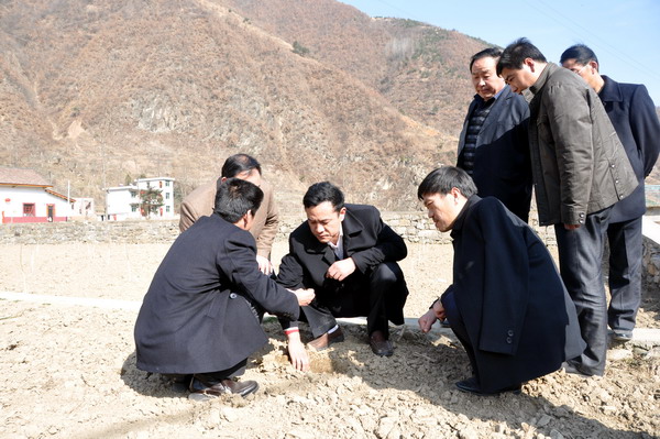 在結子鄉典史村查看板栗育苗基地建設情況.jpg