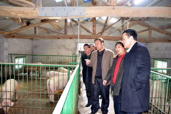 深入縣創盛肉食品公司萬頭種豬繁育場檢查企業建設情況.jpg