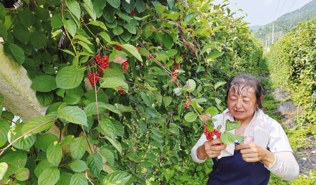 五味子紅了 錢袋子鼓了