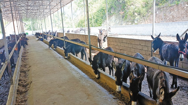 發展肉驢產業 蹚出增收新路