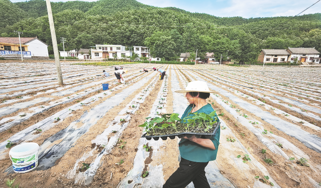 流轉土地建基地 群眾增收有保障