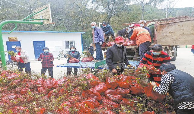 讓青春力量在鄉村閃光