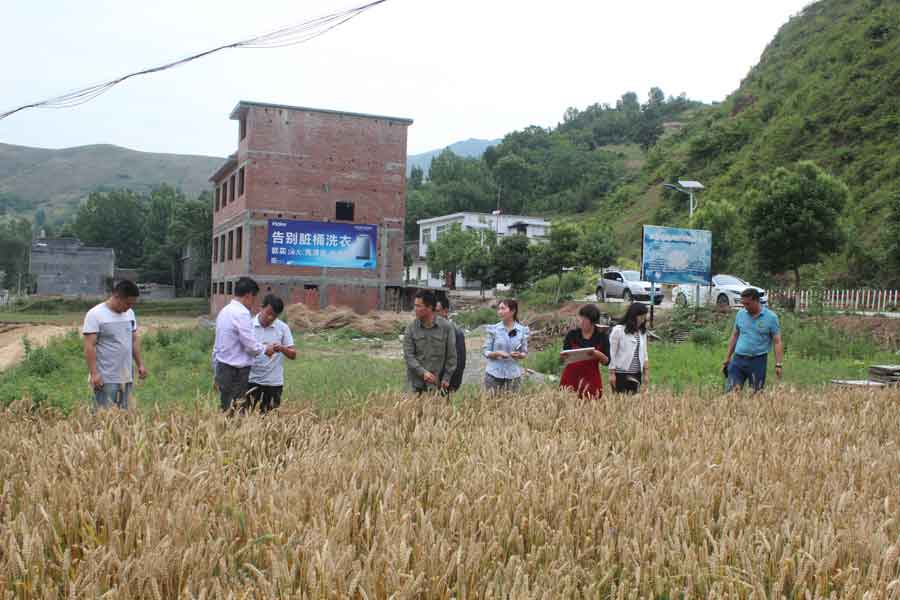 商洛市植保站檢查組來山陽檢查指導小麥一噴三防工作