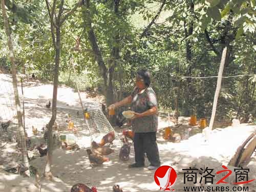 在新一輪扶貧開(kāi)發(fā)中，我市不少農(nóng)戶(hù)都將林下養(yǎng)殖作為發(fā)展項(xiàng)目。