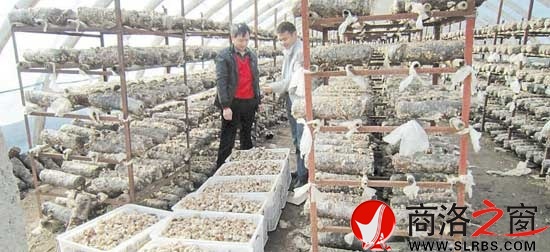 青山鎮(zhèn)上河村貧困戶通過發(fā)展食用菌盤活家庭經(jīng)濟(jì)