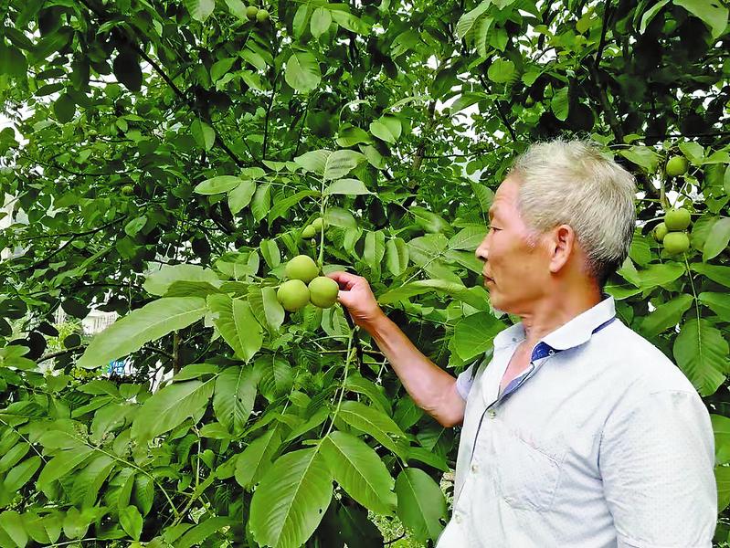 根植沃土寫春秋 一枝一葉總關情