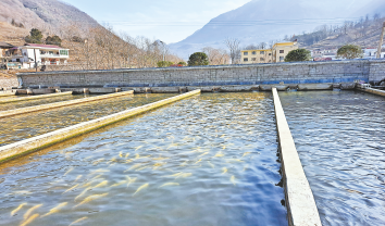 冷水魚養殖帶領村民走上致富路