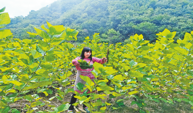 美了農戶院落 鼓了群眾錢袋